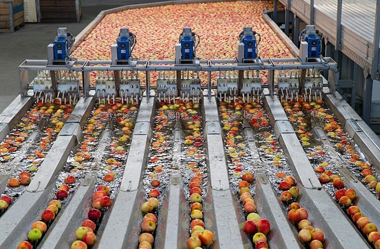 Processus processus suci lineola productio